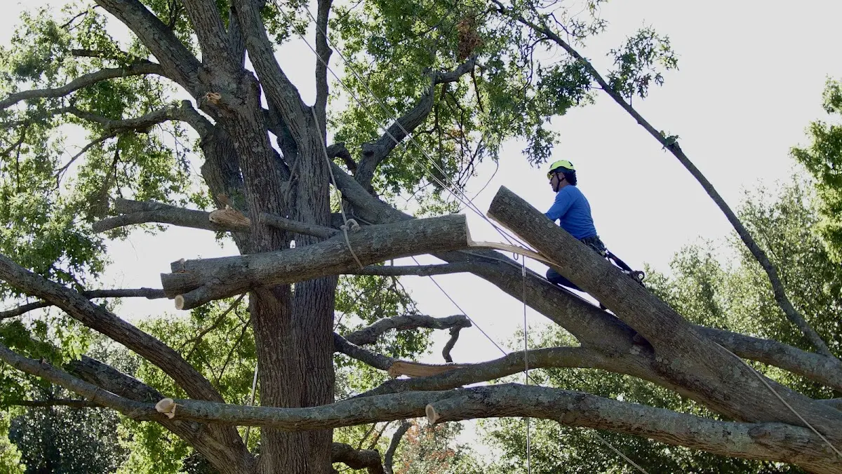 Professional Hazardous Tree Removal performed by certified arborists in Mercer