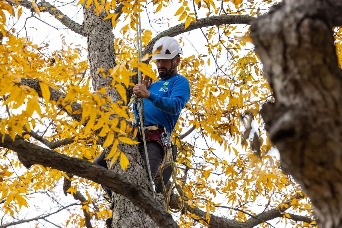 Skilled Tree Pruning crew working in Mercer