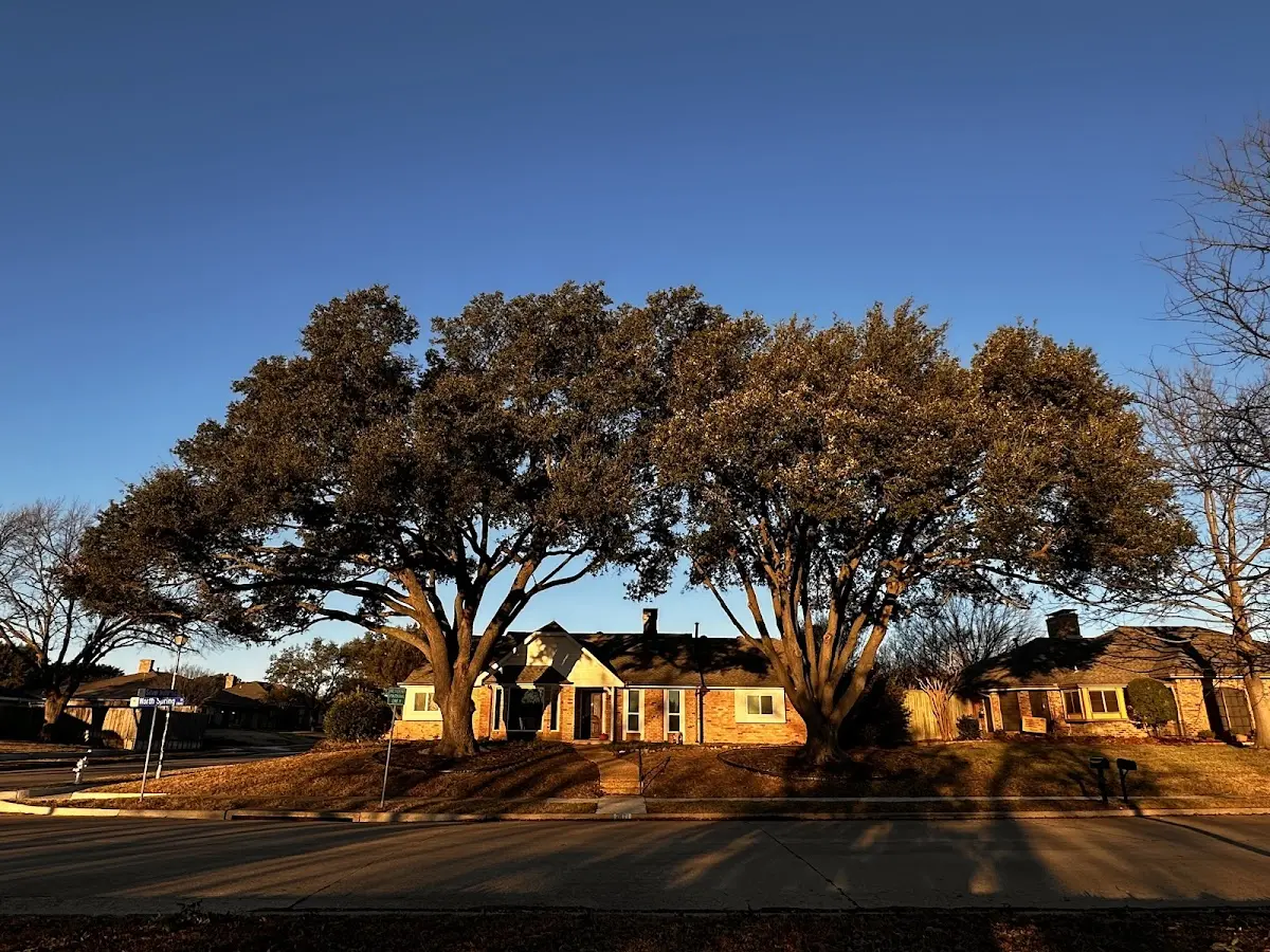 Established residential canopy tree shading a home in Mercer